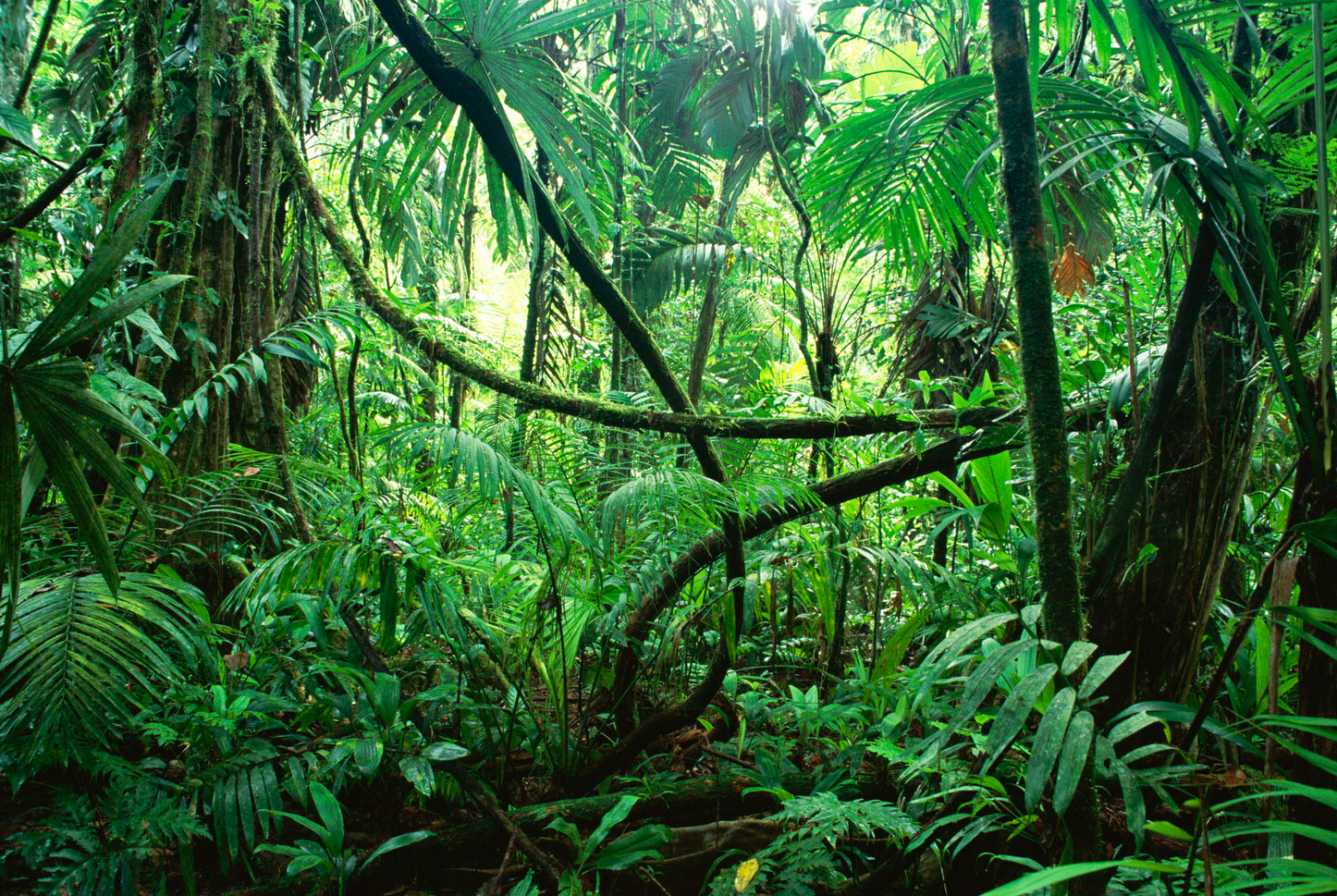 毒ヘビ 猛獣だけではない 人類がジャングルで気を付けるべき意外な生物とは ツマミグイ Blog